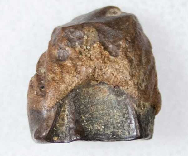 Ceratopsid Dinosaur Tooth - Two Medicine Formation #17648